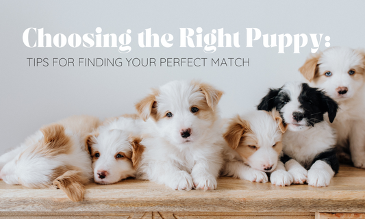 Choosing the Right Puppy: Tips for Finding Your Perfect Match