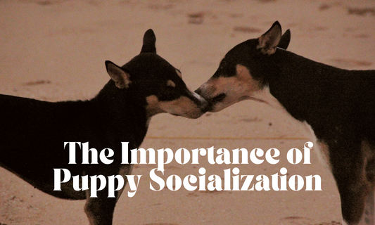 The Importance of Puppy Socialization and why it's crucial for your puppy's development