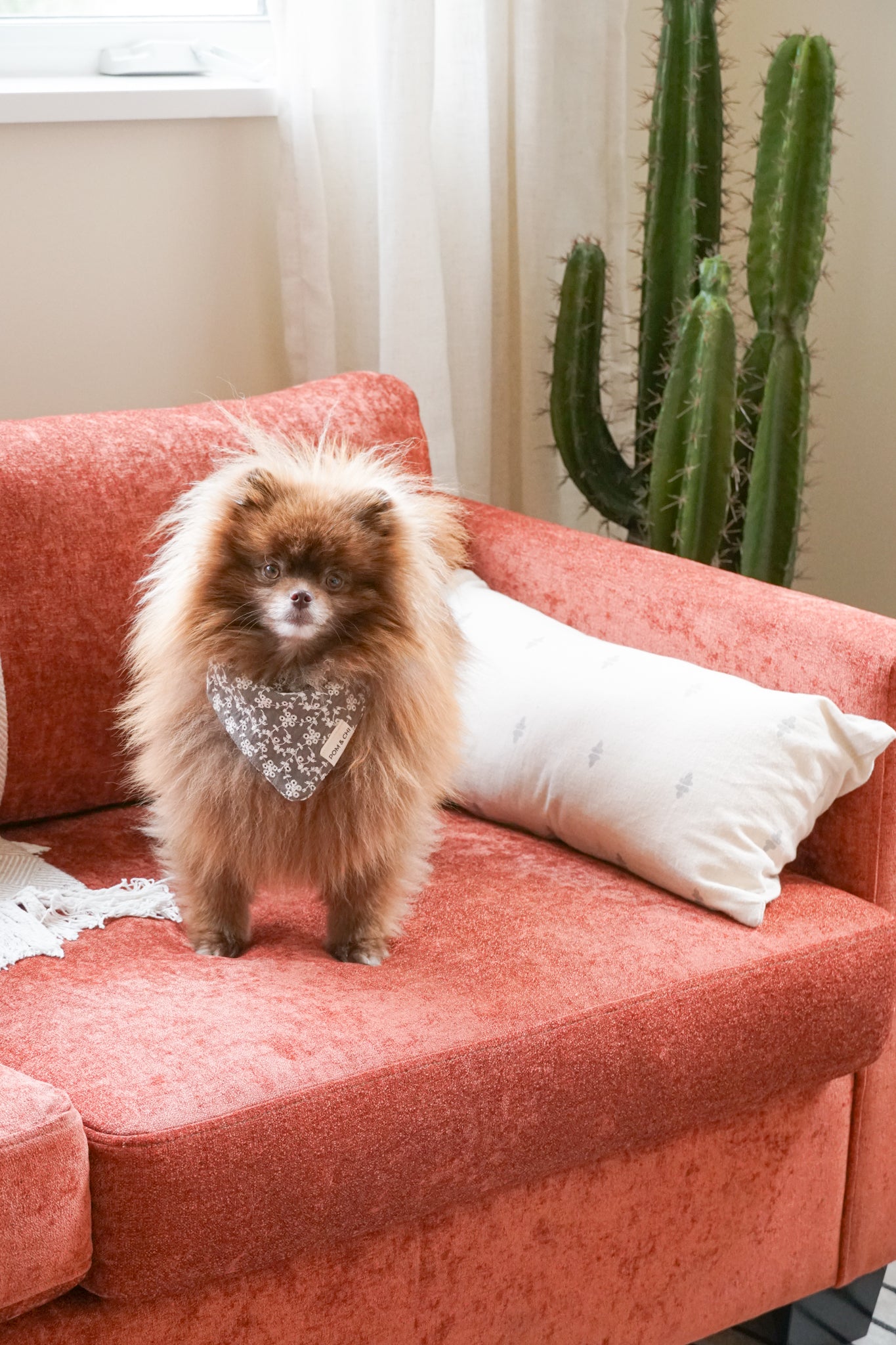 POM & CHI small dog bandana in Desert Bloom