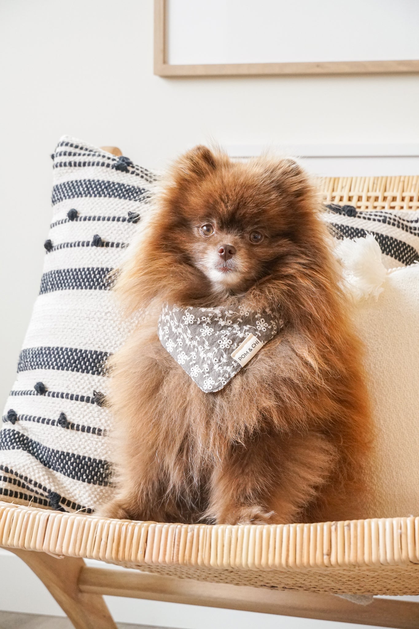 POM & CHI small dog bandana in Desert Bloom