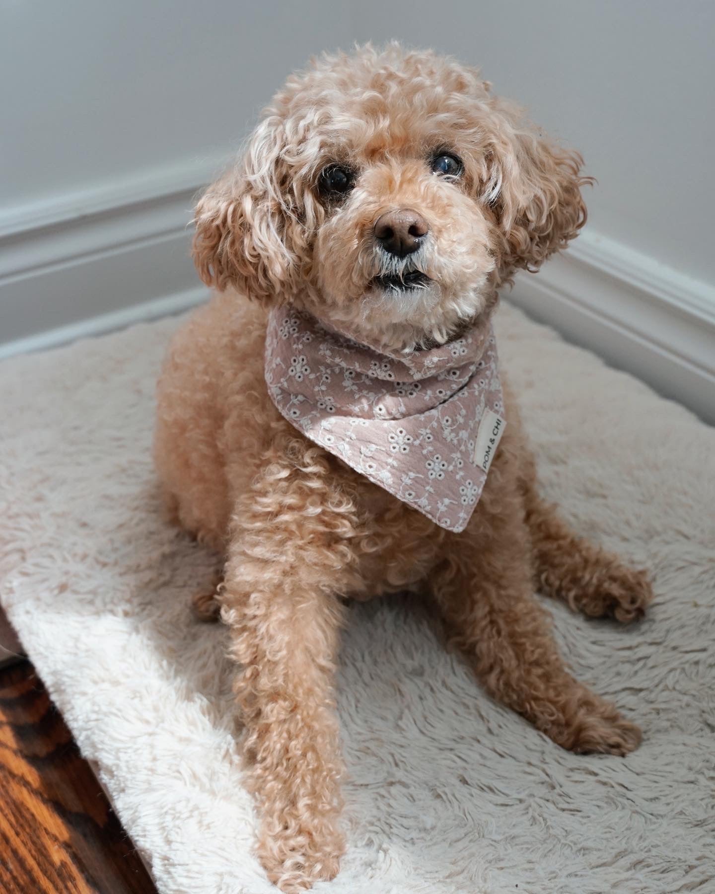 Pom & Chi Sustainable Small Dog Bandana in Cherry Blossom