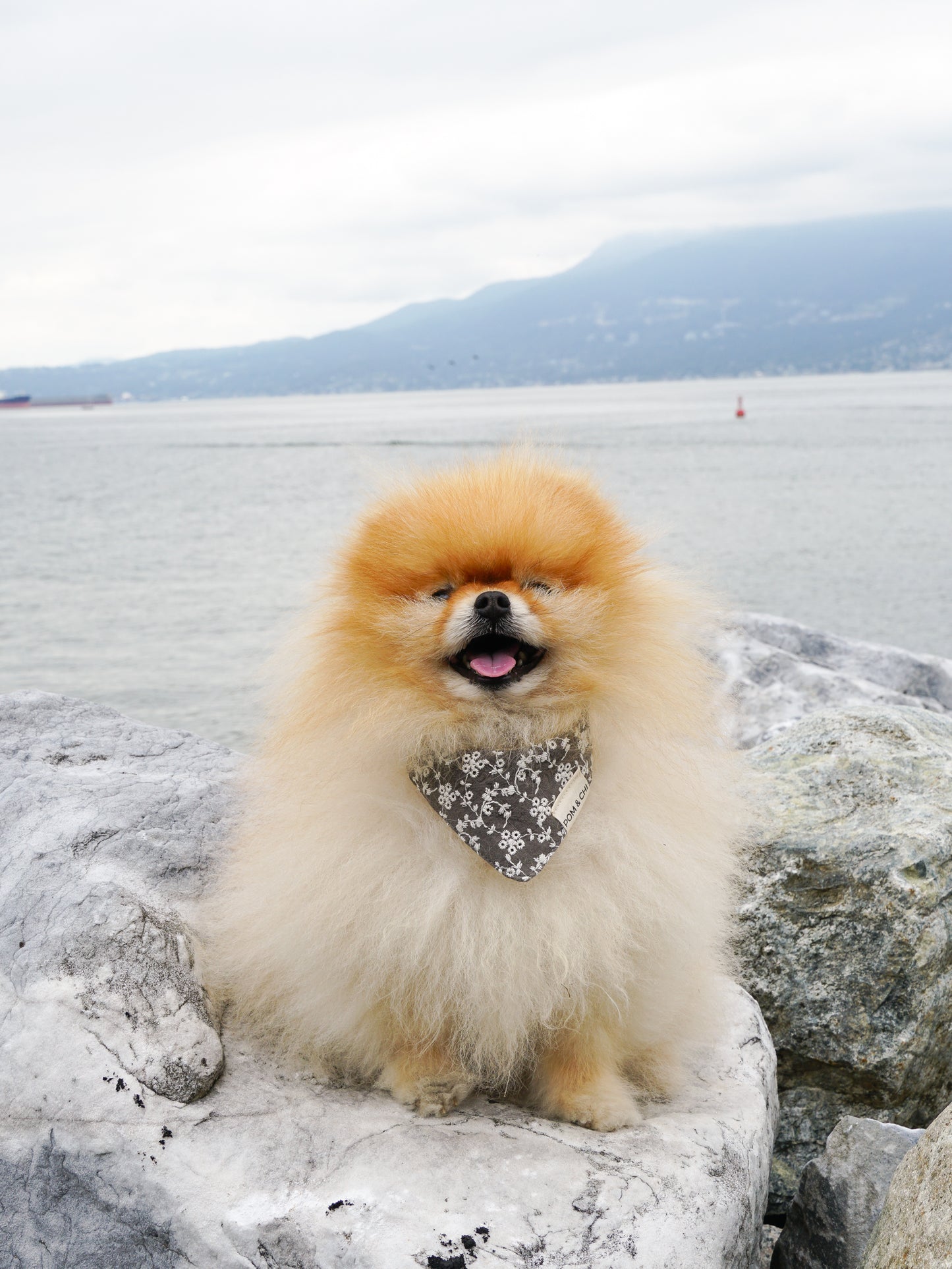 POM & CHI small dog bandana in Desert Bloom