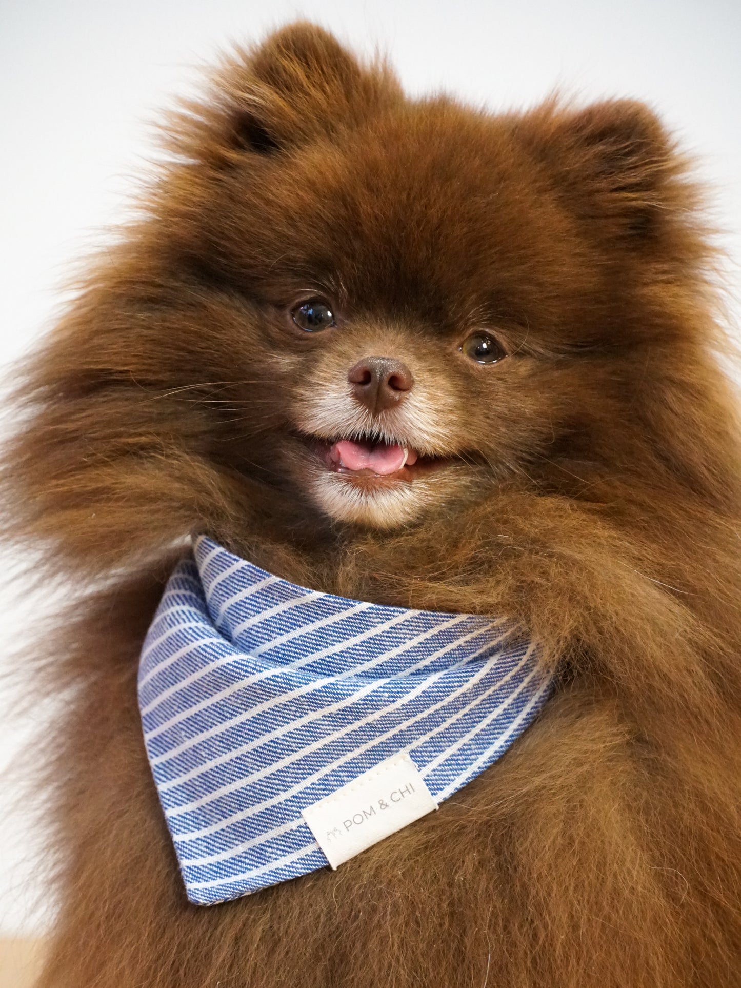 Pom & Chi small dog bandana in coastal stripe ocean on Bear