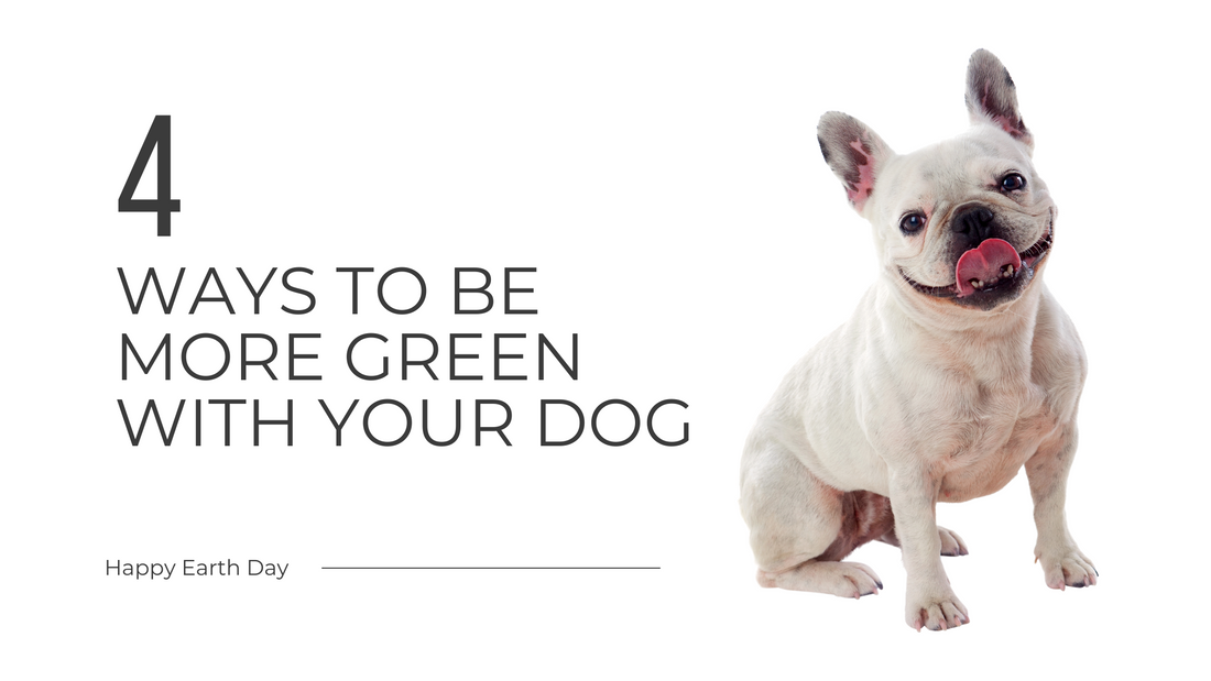 4 ways to be more green with your dog for earth day