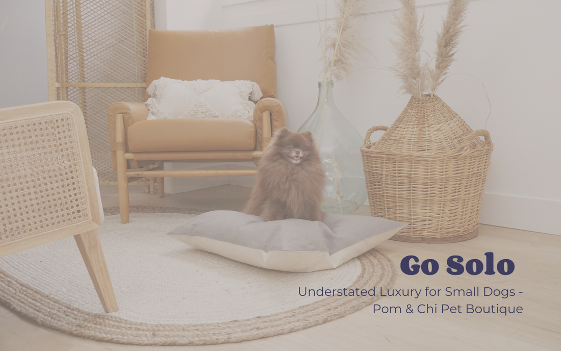Go Solo Feature: Understated Luxury for Small Dogs
