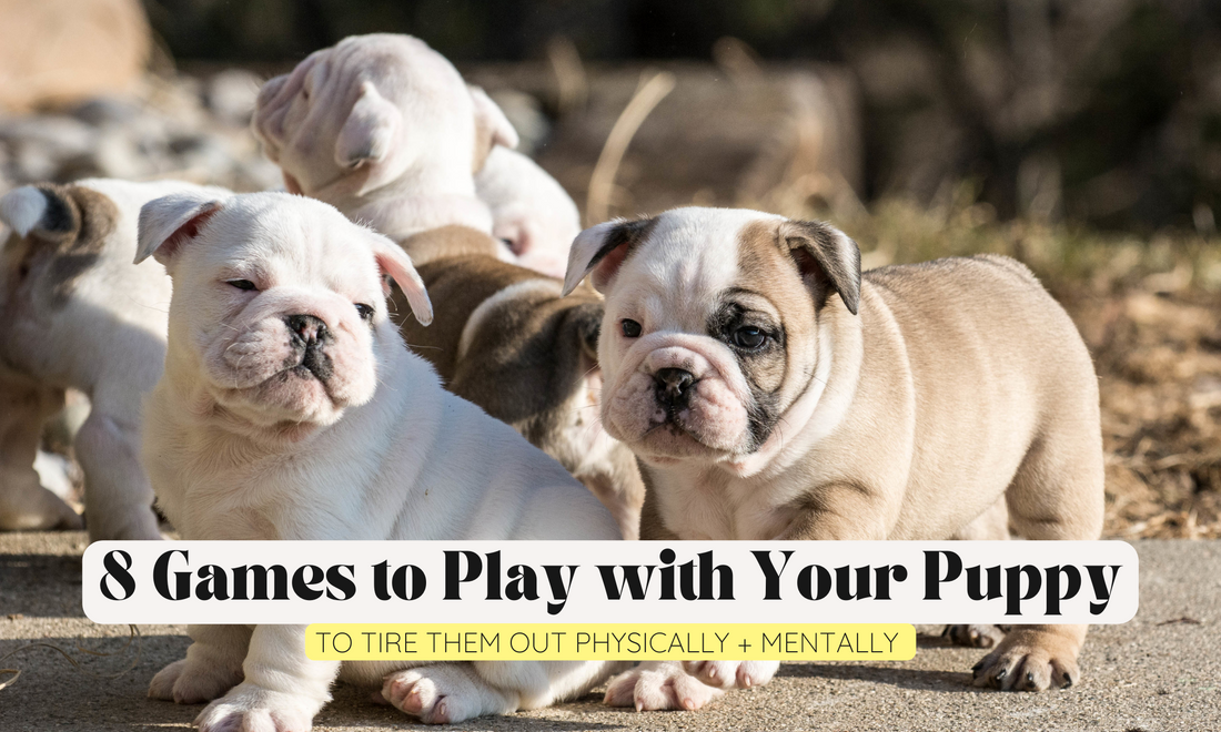 8 Games to Play with Your Puppy to tired them out physically and mentally