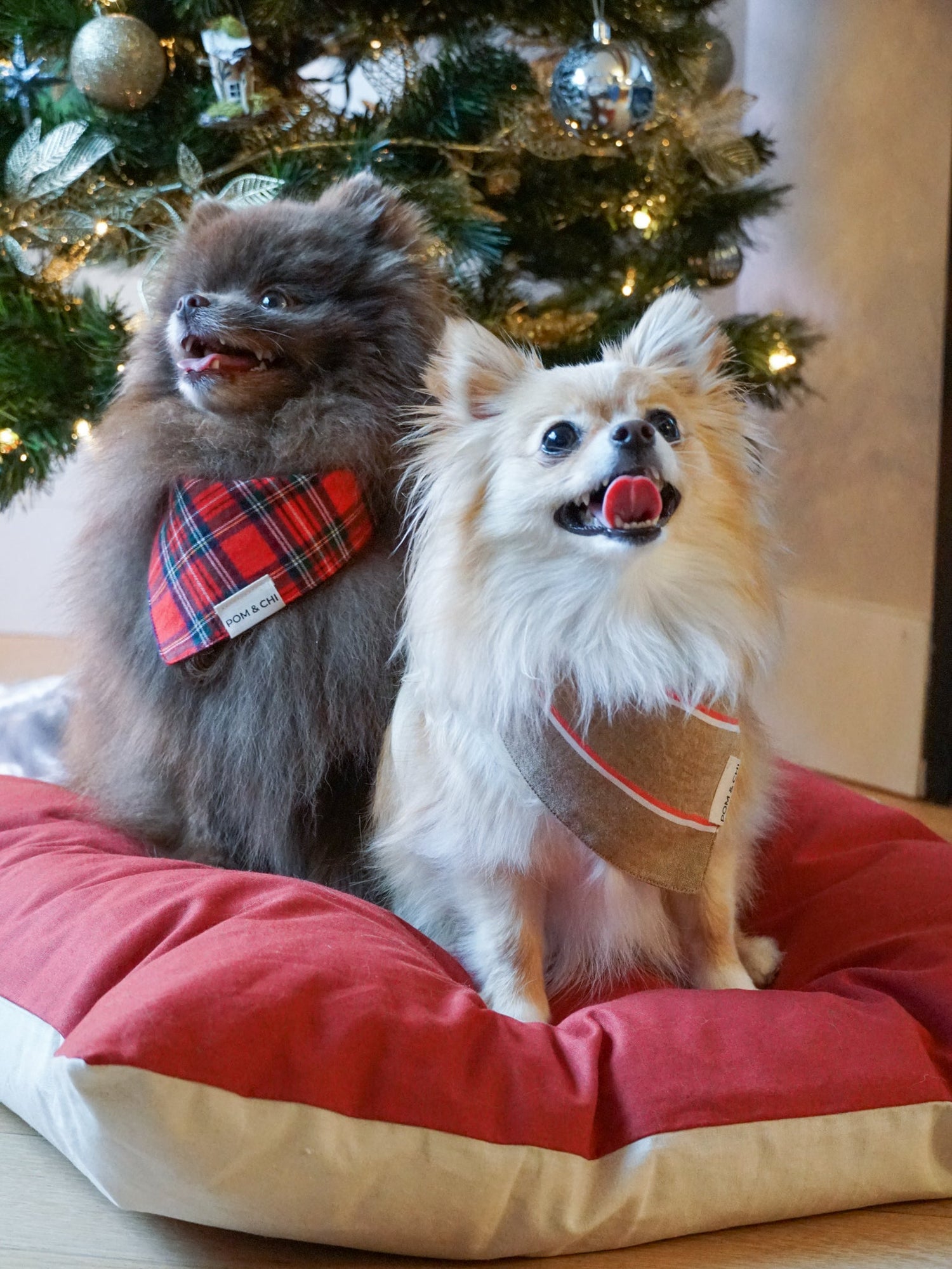 POM & CHI Pet Boutique Holiday Collection