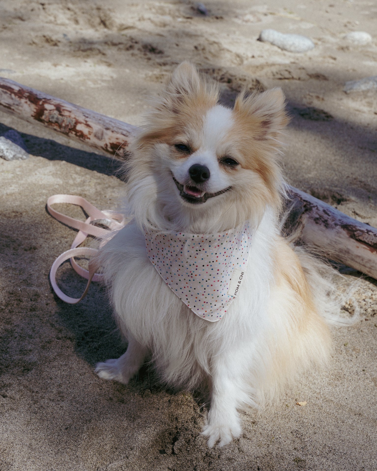 Birthday Sprinkles – Pom Chi Pet Boutique