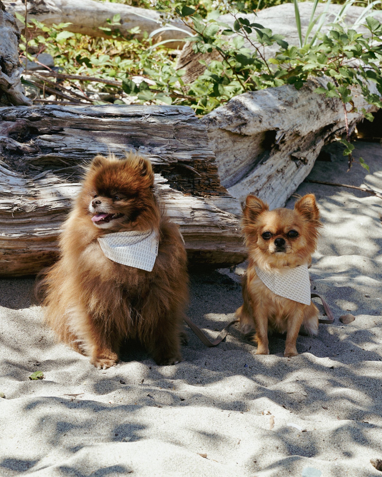 POM & CHI Small dog bandana Moon Rising