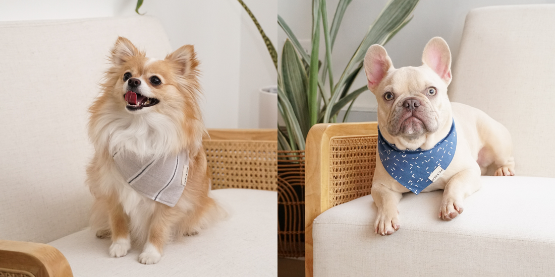 POM & CHI Small Dog Boutique Pom & Chi Pet Boutique