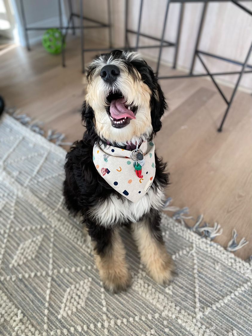 Puparazzi - Main Image