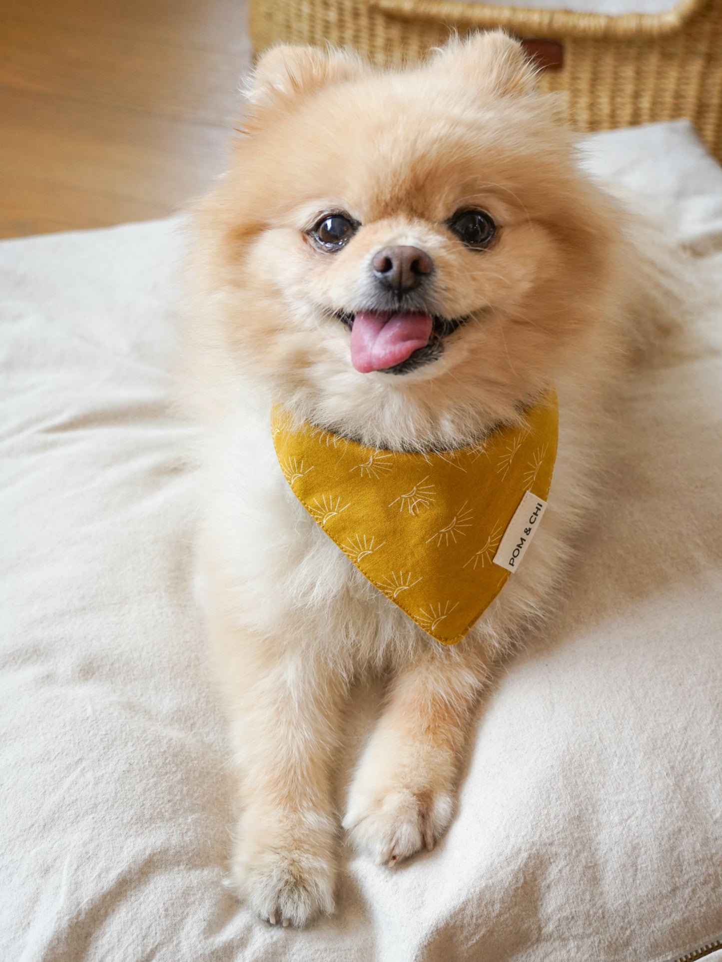 Pom & Chi Small Dog Bandana in Desert Sunrise