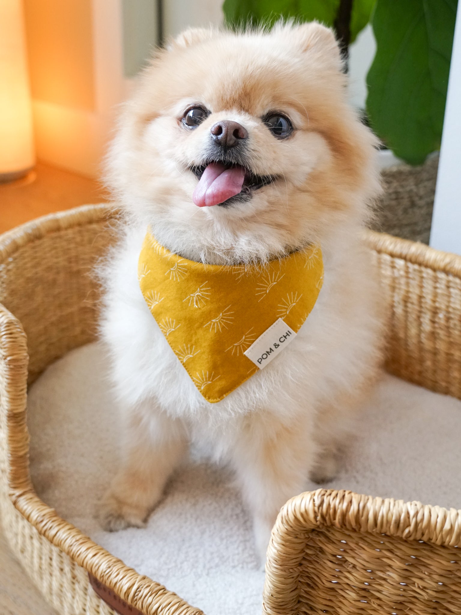 Pom & Chi Small Dog Bandana in Desert Sunrise