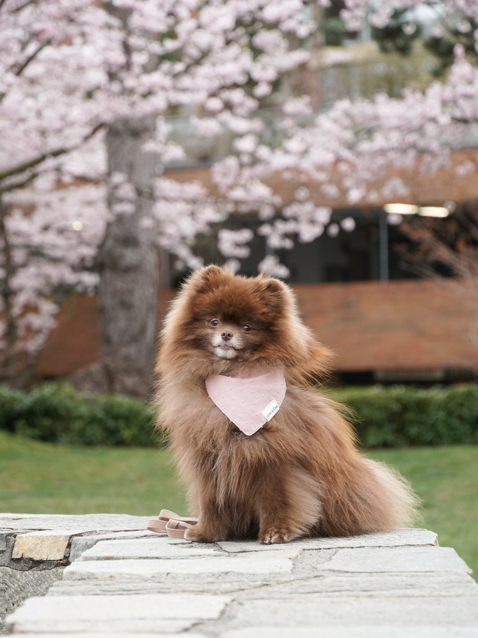 Pom & Chi Small Dog Bandana Bloom in Blush