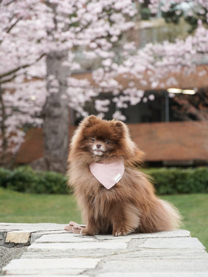 Pom & Chi Small Dog Bandana Bloom in Blush