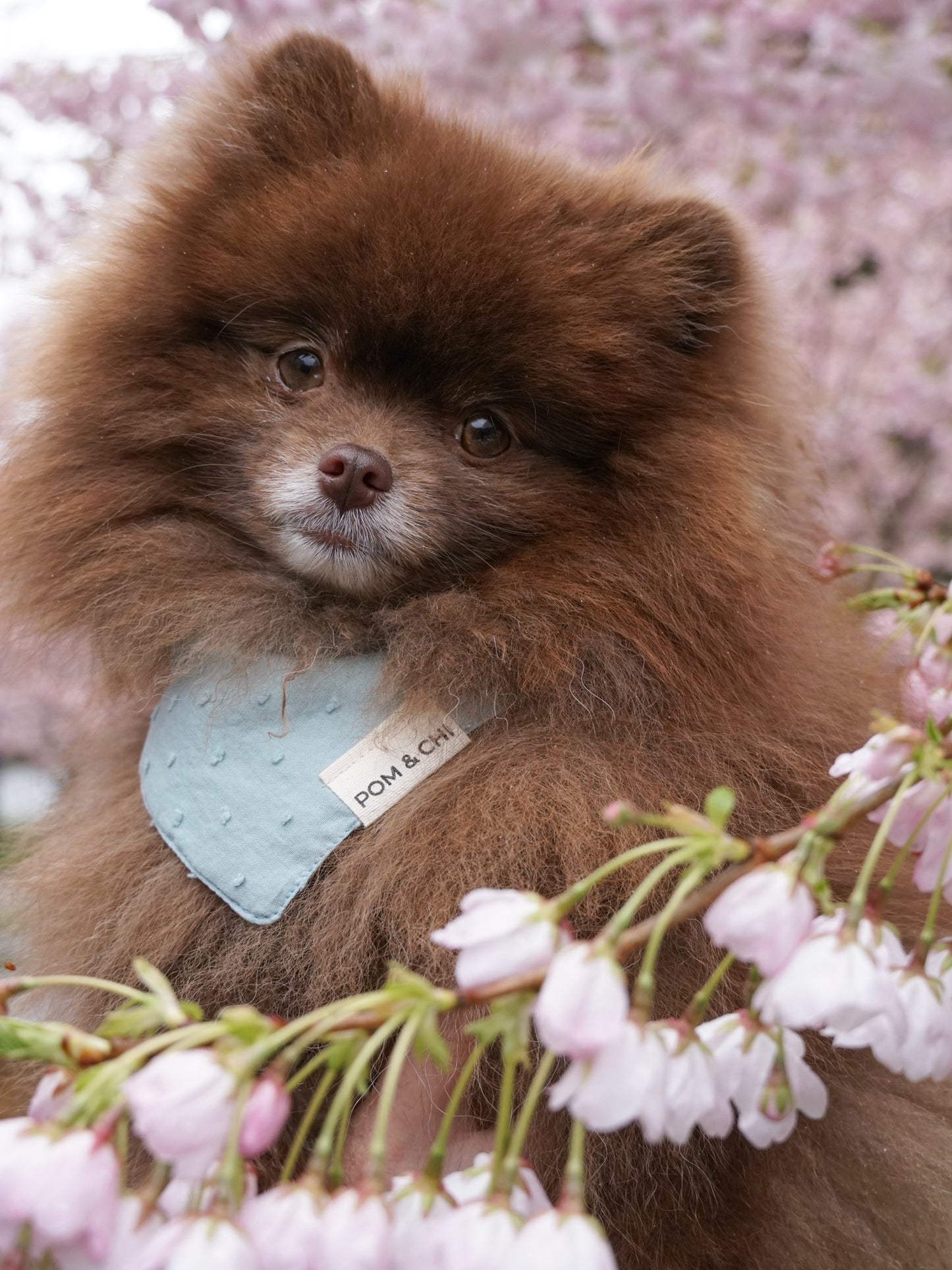 Pom & Chi Small Dog Bandana Bloom in Baby Blue