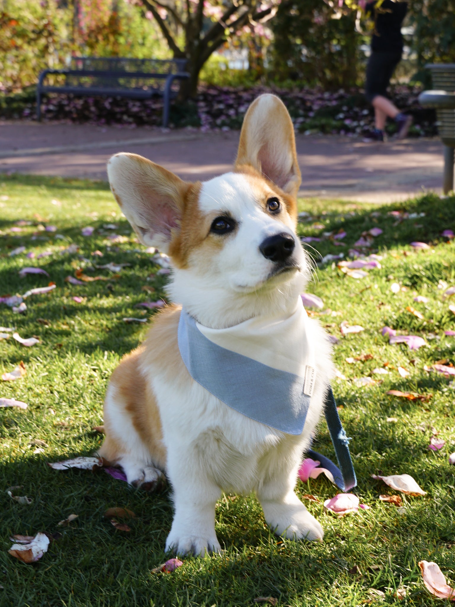 Pom & Chi Sustainable Small Dog Bandana Spring In My Step in blue