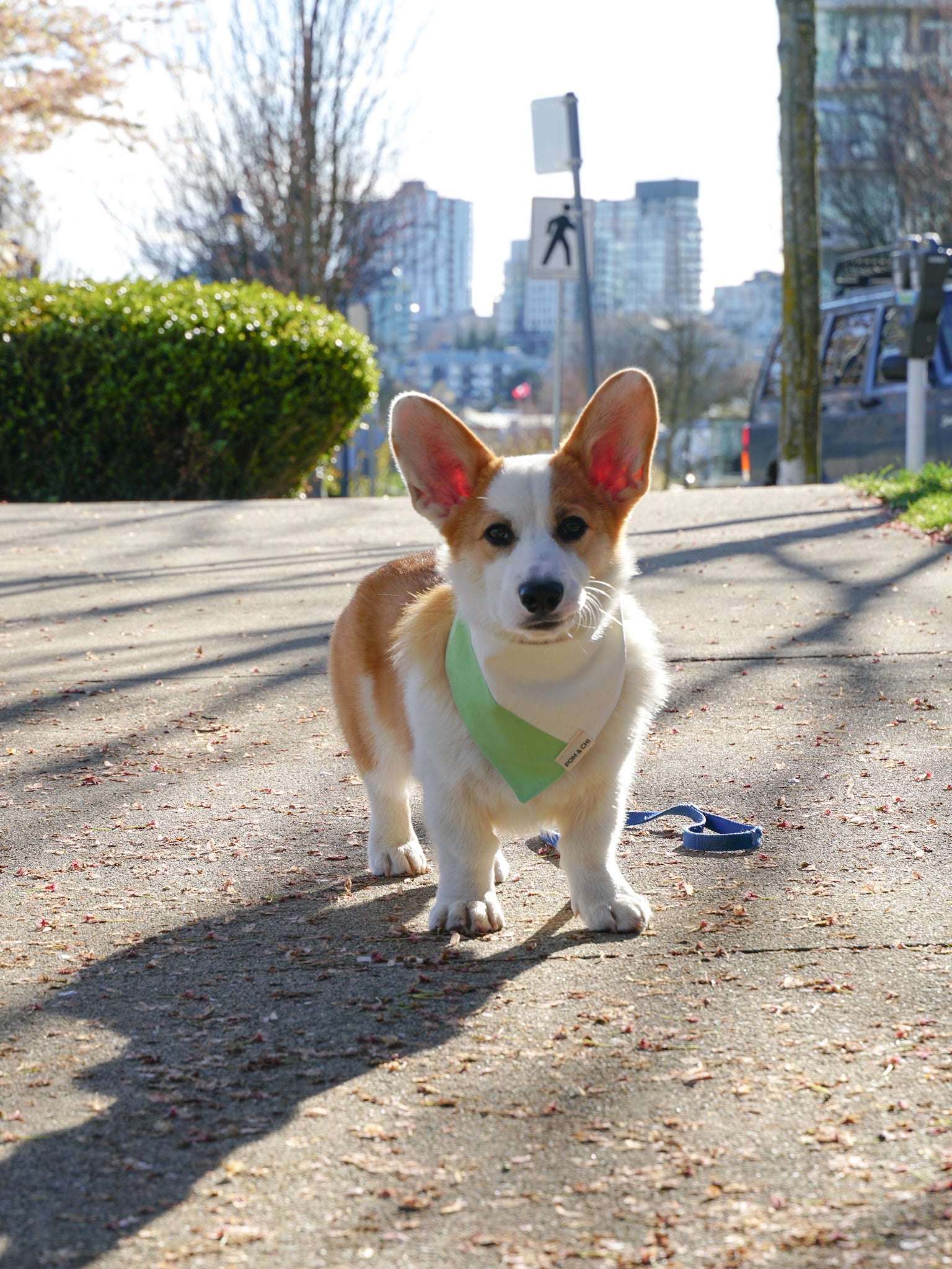 Pom & Chi Sustainable Small Dog Bandana Spring In My Step in Mint Green