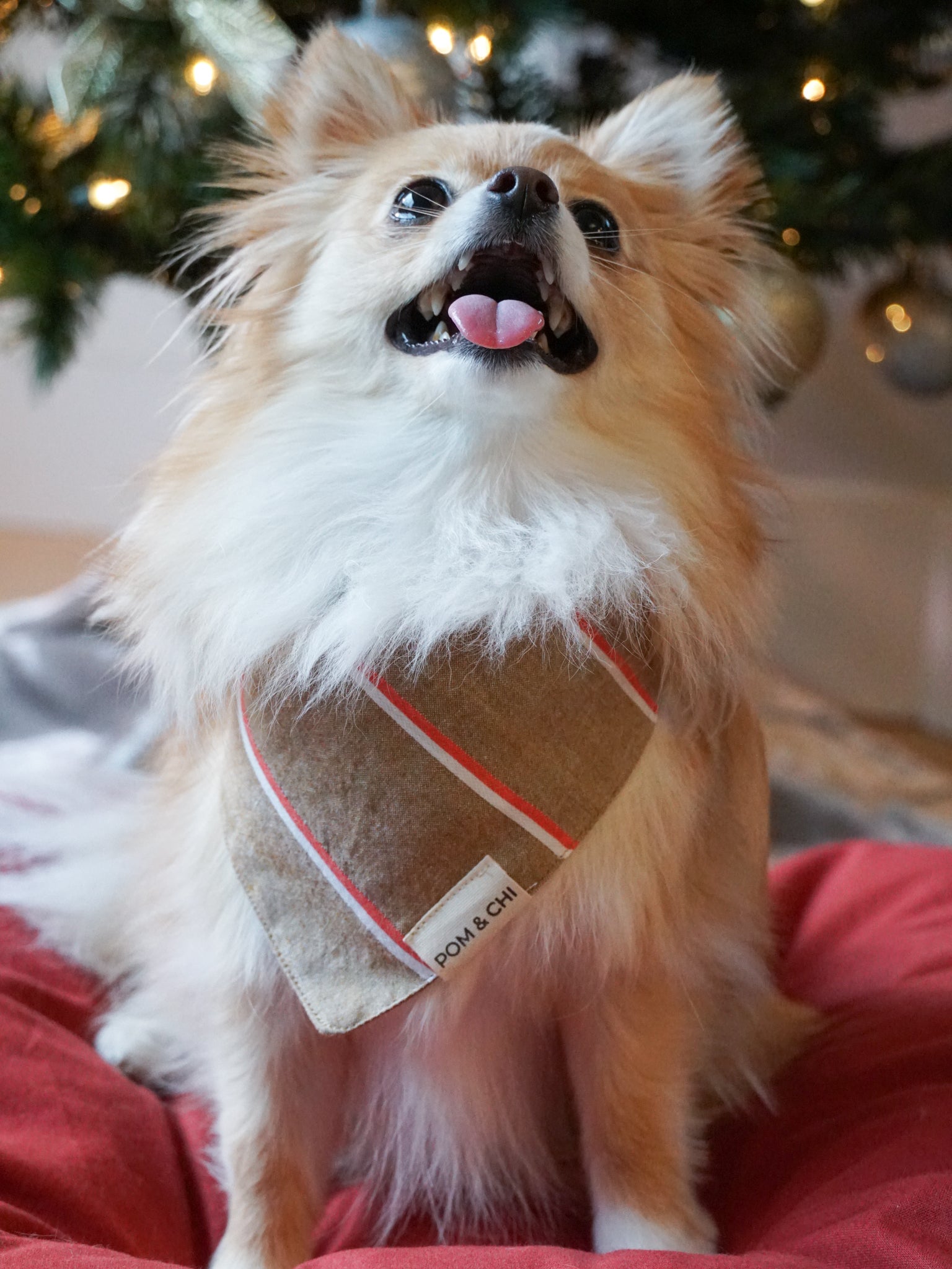 Pom & Chi Small Dog Bandana in Gingerbread Snap