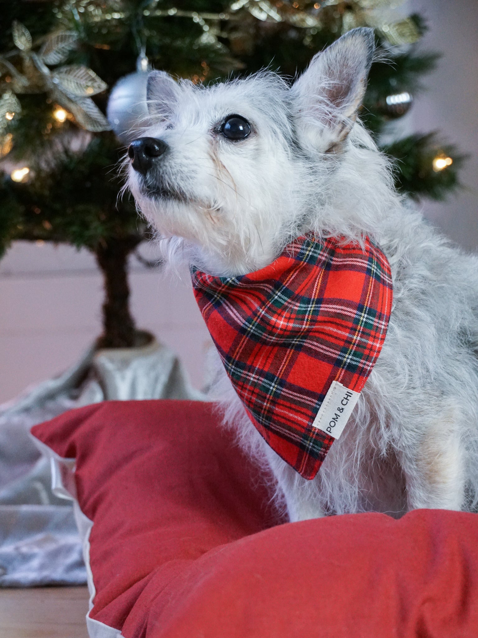 Pom & Chi Small Dog Bandana in Tartan
