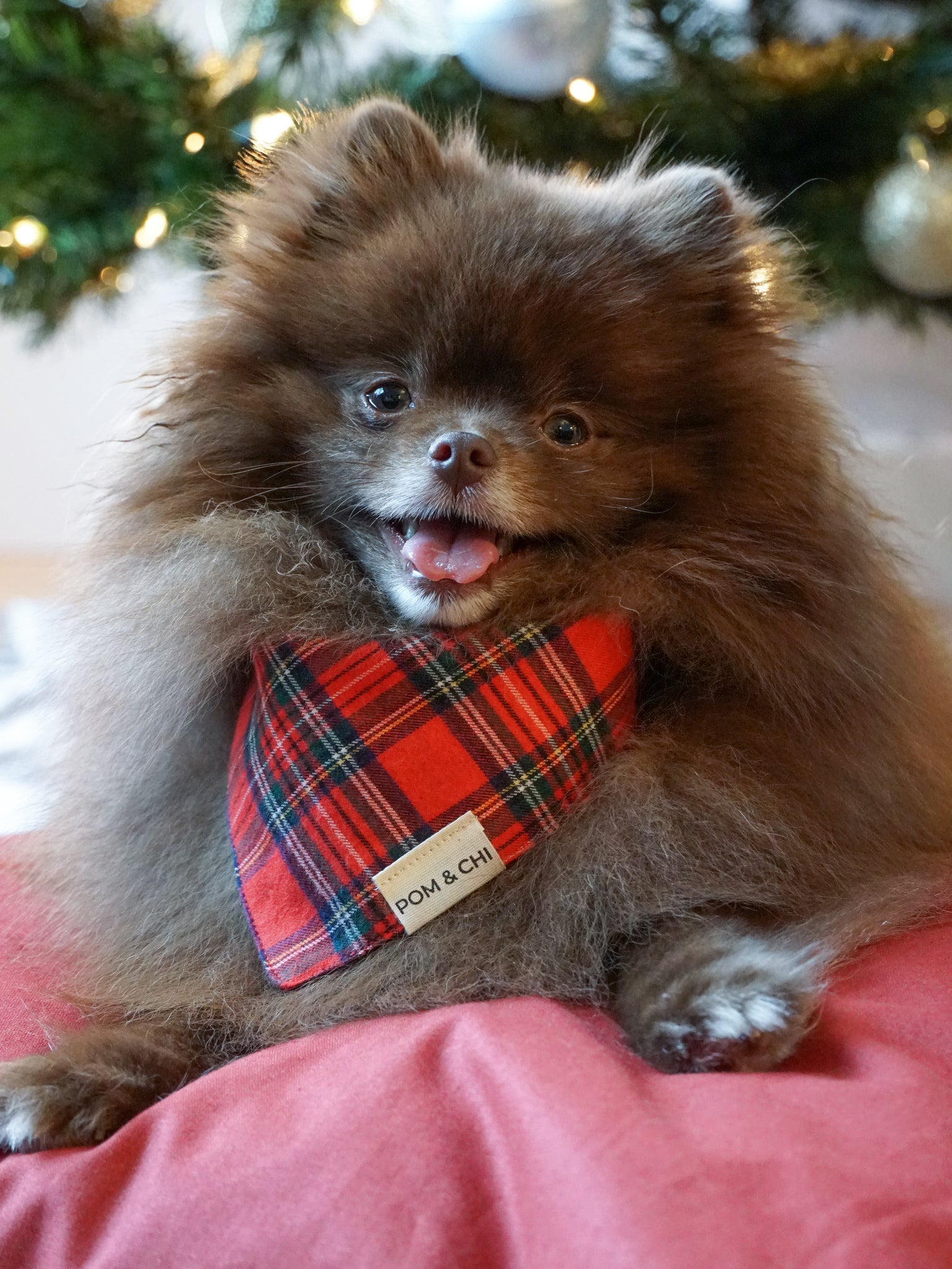 Pom & Chi Small Dog Bandana in Tartan