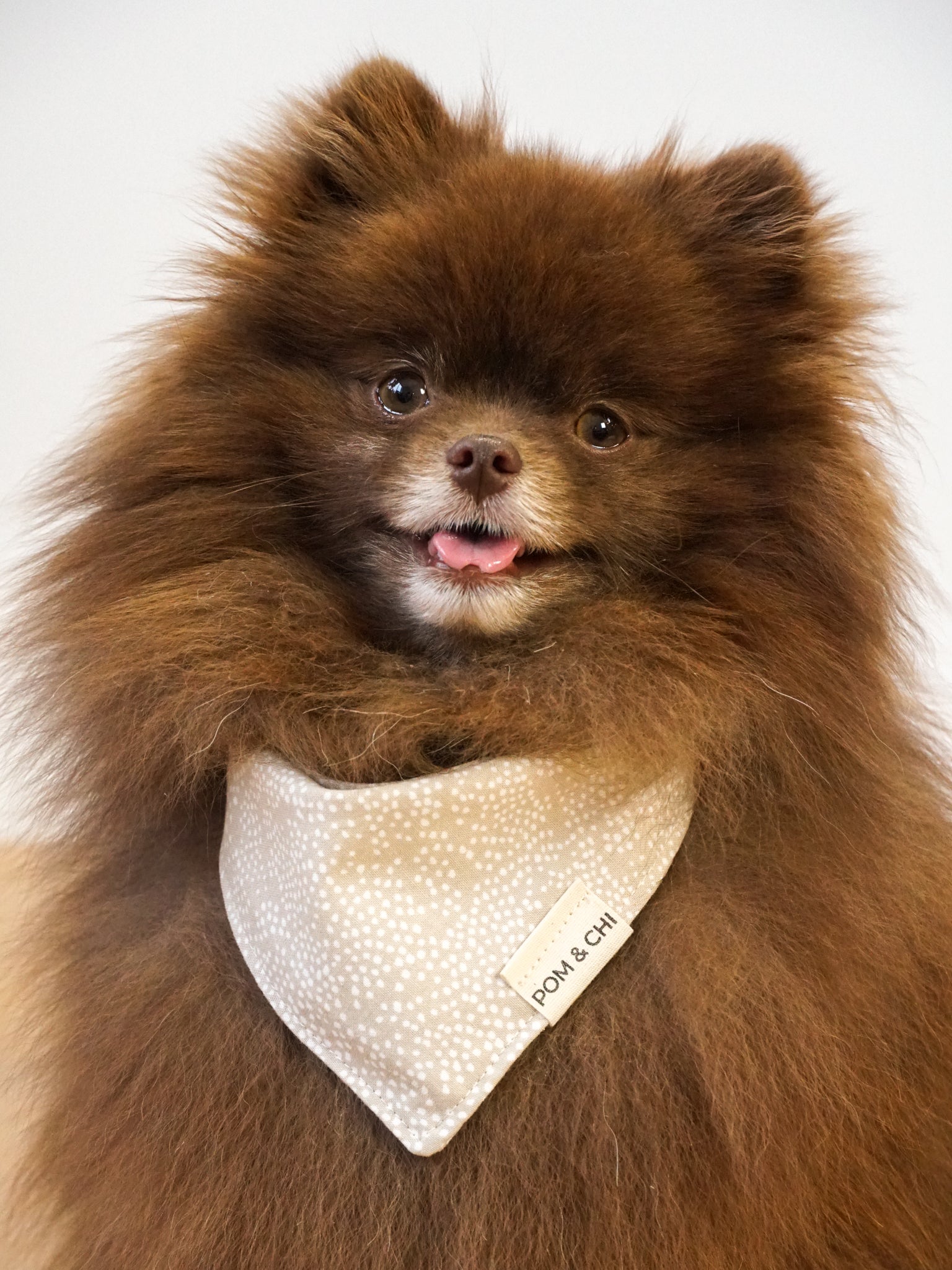 Pom & Chi Small Dog Bandana in Champagne Supernova on Bear
