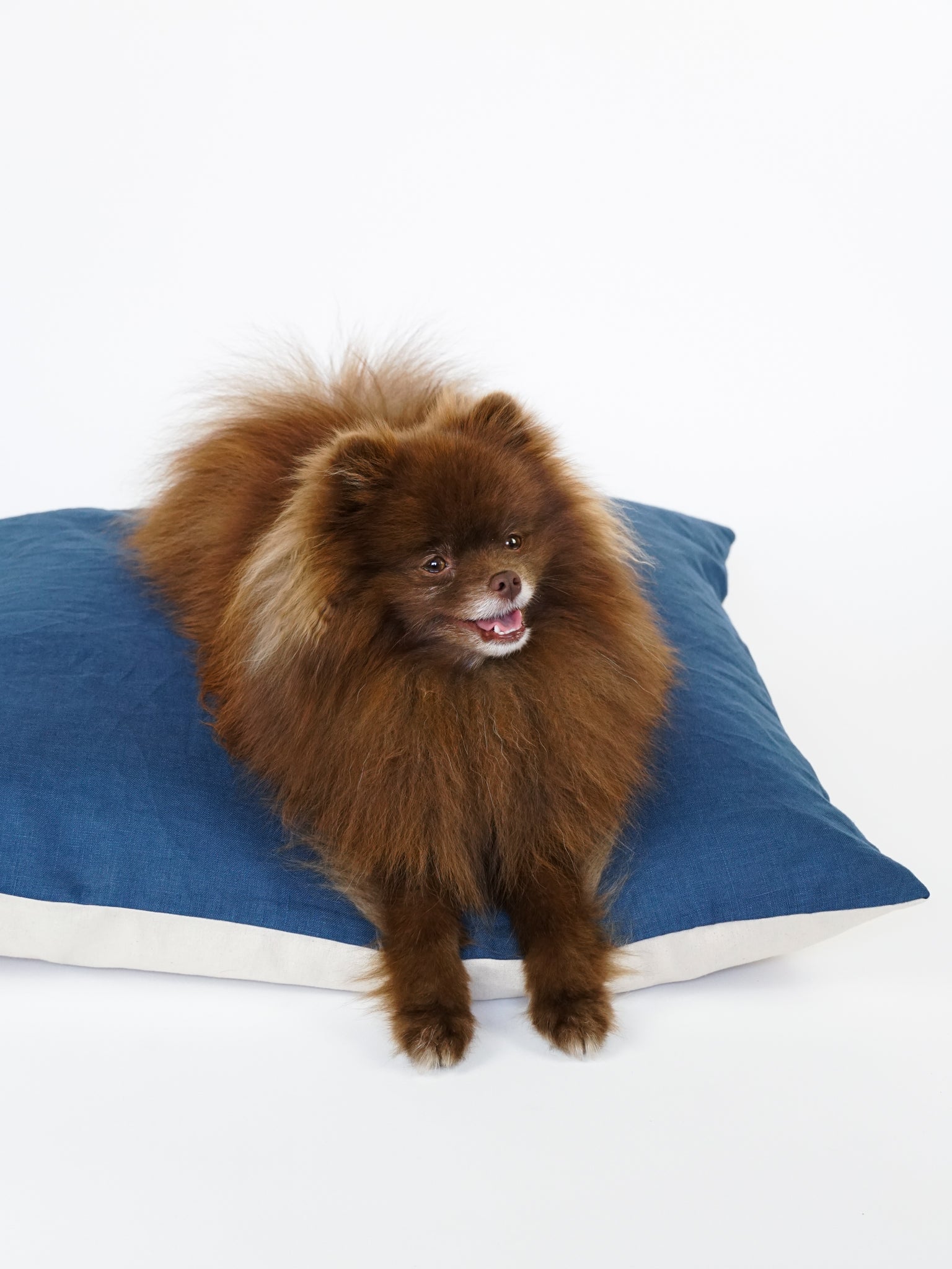 The Everyday Dog Bed in Ocean Blue